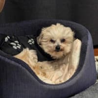 Photo of Stella