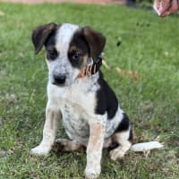 Photo of Curly Wurly 