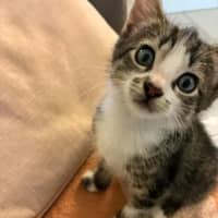 Photo of Bean