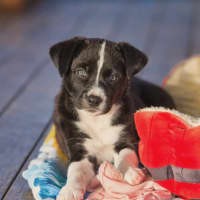 Photo of Asha