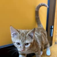 Photo of Beanie