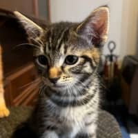 Photo of Dorito