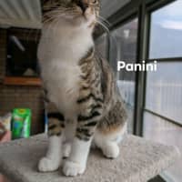 Photo of Panini