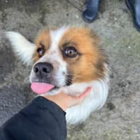 Photo of Lucky (Bonded With Tinker)