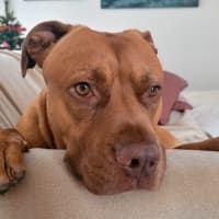 Photo of Boof   2 Year Old Mastiff X