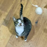 Photo of Blitzen   Located In Bacchus Marsh