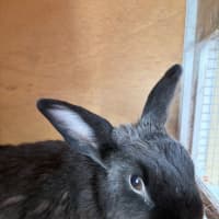Photo of Bruce