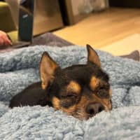 Photo of Beanie Baby