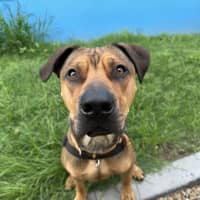 Photo of Rosco