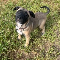 Photo of Fearne (65662)
