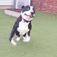 Photo of Enzo