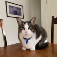 Photo of Melon