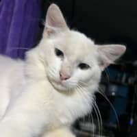Photo of Akira