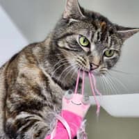 Photo of 🍧 Queenie 5290 🍧