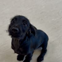 Photo of Fifi