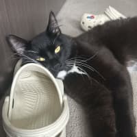 Photo of Daddy Mikey 