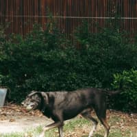 Photo of Banjo   6 Year Old Kelpie X