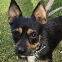 Photo of Ernie (8988)