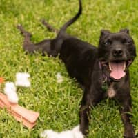 Photo of Beatrice Lozano