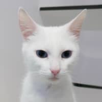 Photo of Ivory Rsta015164