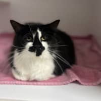 Photo of Missy Moo