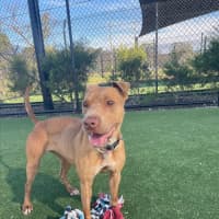 Photo of Cali Imp 1056