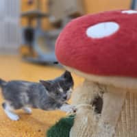 Photo of Buttons