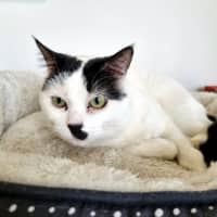 Photo of Chaplin Sta012252