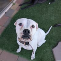 Photo of Luna
