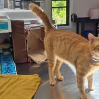 Photo of Tommy (9977)