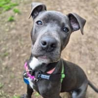 Photo of Ruby