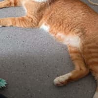 Photo of Garfield
