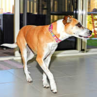 Photo of Stella