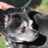 Photo of Atticus