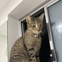 Photo of Tigga