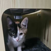 Photo of Cupcake