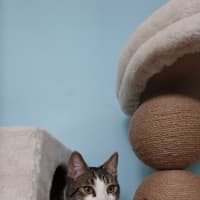 Photo of Timone