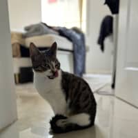 Photo of Albion