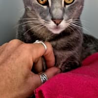 Photo of Smokey (7657)