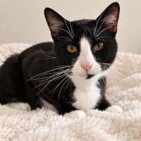 Photo of Puss