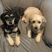 Photo of Coco And Cherry 