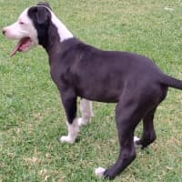Photo of Hamish ~ 10 Week Old, Male, Bull Arab Puppy