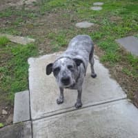 Photo of Scruffy