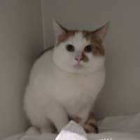 Photo of Mouse 