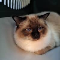 Photo of William Wallace