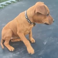 Photo of Ellie ~ 4 Month Old, Staffy X, Puppy