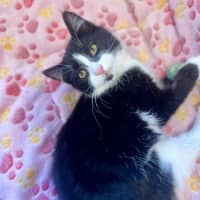 Photo of Jasper   In Foster In Doreen