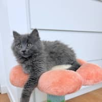 Photo of Suede