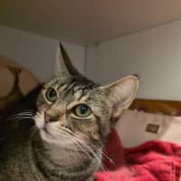 Photo of Jasmine