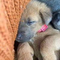 Photo of Chilli   8 Week Old Kelpie X (Trial)